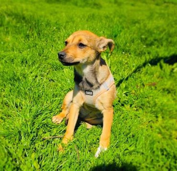 Raya ein kleines Welpenkind