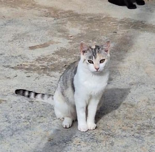 Süße Katzenschwestern Alaska und Nevada