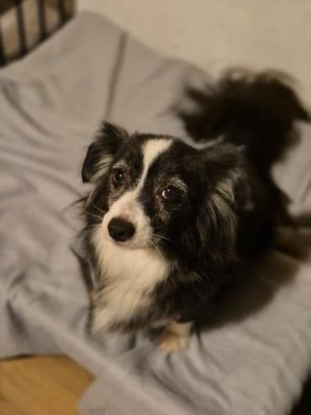 LINAH - zarte süße Hündin sucht Heim