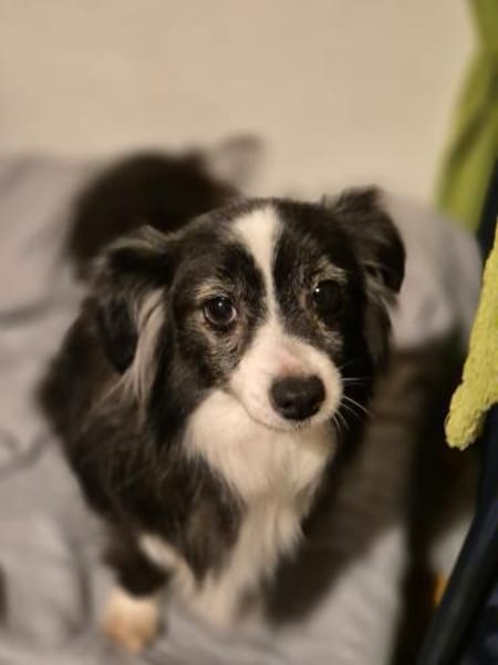 LINAH - zarte süße Hündin sucht Heim