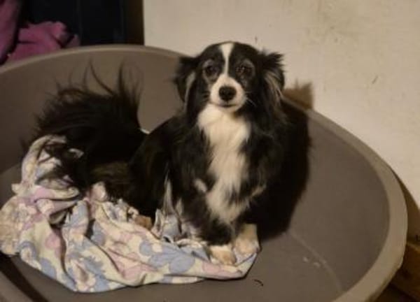 LINAH - zarte süße Hündin sucht Heim