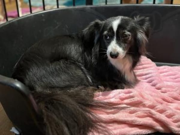 LINAH - zarte süße Hündin sucht Heim