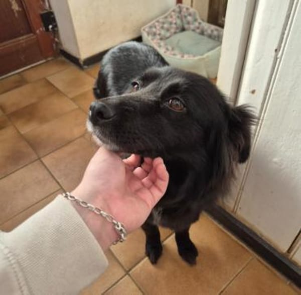 IVONI - süße schwarze Hündin