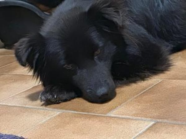 IVONI - süße schwarze Hündin