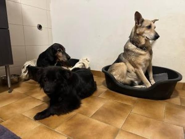 IVONI - süße schwarze Hündin