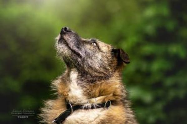 Toby - eine treue Seele