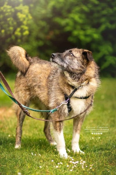 Toby - eine treue Seele