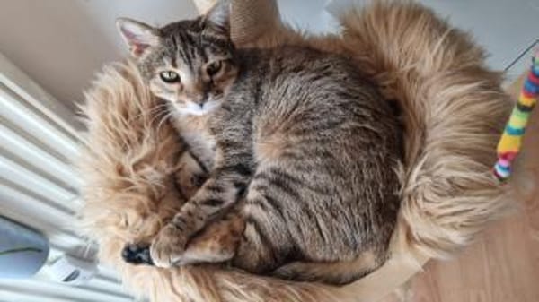 Wunderschöne Katze Petra