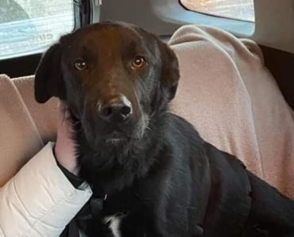 Monty, Lakritznase sucht ♥