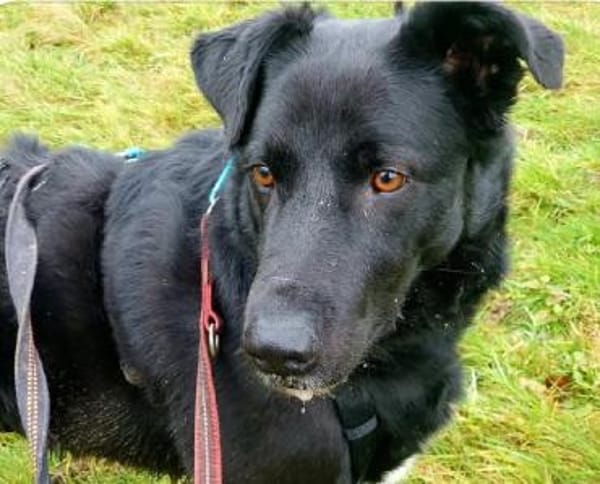 Monty, Lakritznase sucht ♥