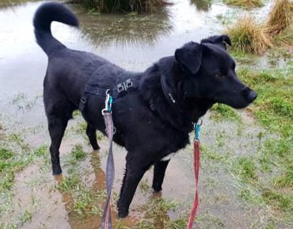 Monty, Lakritznase sucht ♥