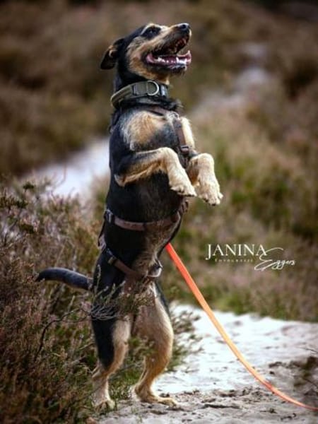 Frodo träumt von einem eigenen Zuhause