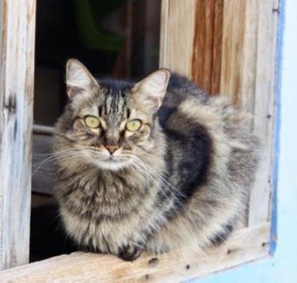 Hübsche, schüchterne Katze Kicha