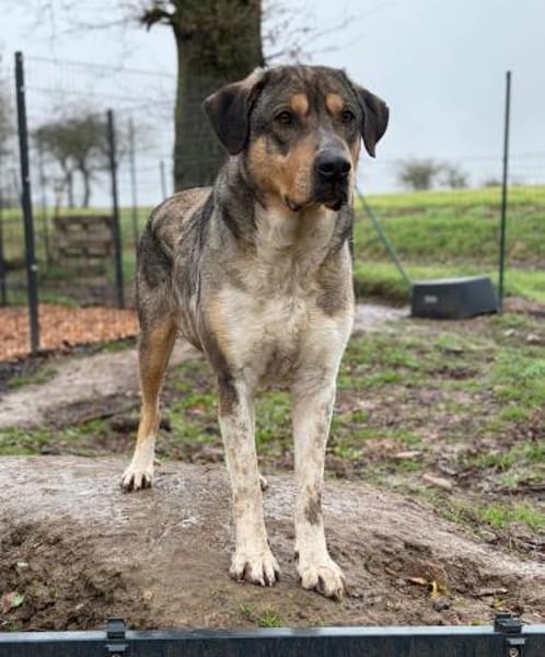 CARLO - Knuddelbär sucht seine Menschen