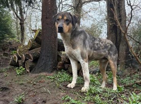 CARLO - Knuddelbär sucht seine Menschen