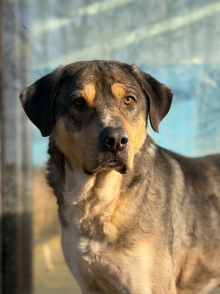 CARLO - Knuddelbär sucht seine Menschen