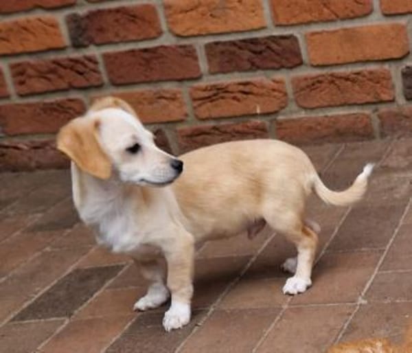 Cookie - zum anbeißen 🍀