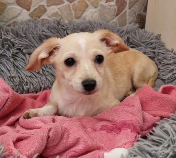 Cookie - zum anbeißen 🍀