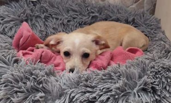 Cookie - zum anbeißen 🍀