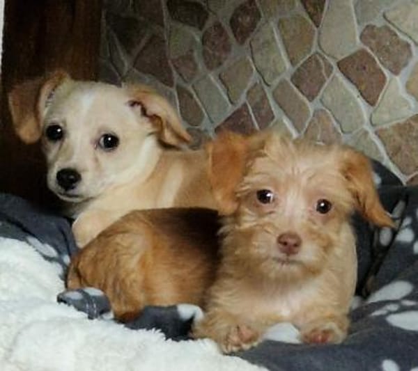 Cookie - zum anbeißen 🍀