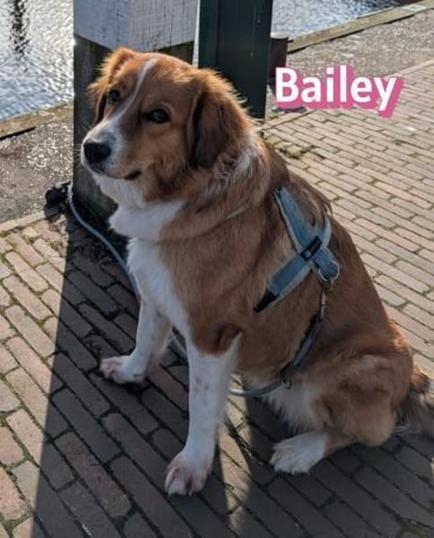 Bailey - aufmerksam und sensibel