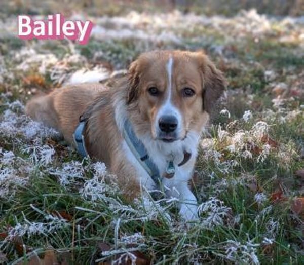 Bailey - aufmerksam und sensibel