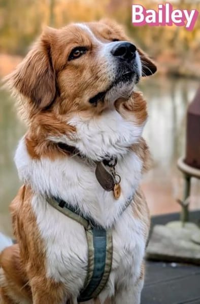 Bailey - aufmerksam und sensibel