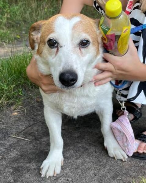 Ruhige kleine Hundedame Latka