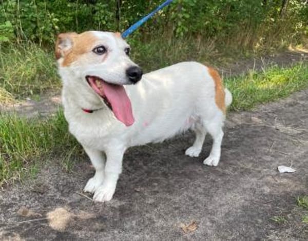 Ruhige kleine Hundedame Latka