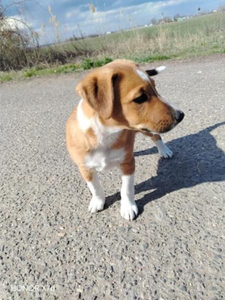 Luca, verspielte Herzensbrecherin, 3 Mo.
