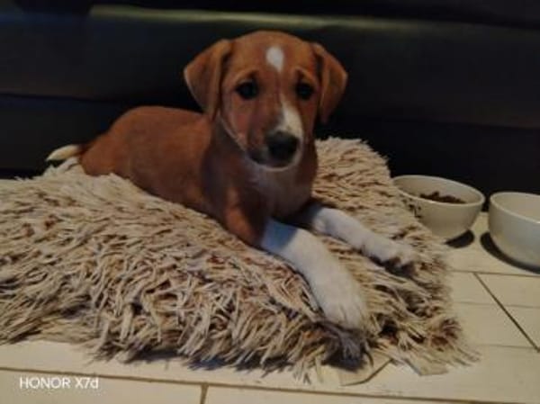 Luca, verspielte Herzensbrecherin, 3 Mo.