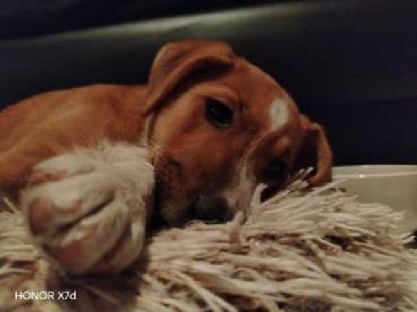 Luca, verspielte Herzensbrecherin, 3 Mo.