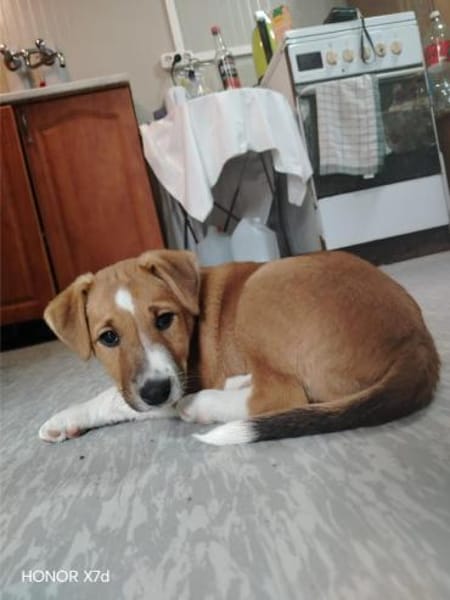 Luca, verspielte Herzensbrecherin, 3 Mo.