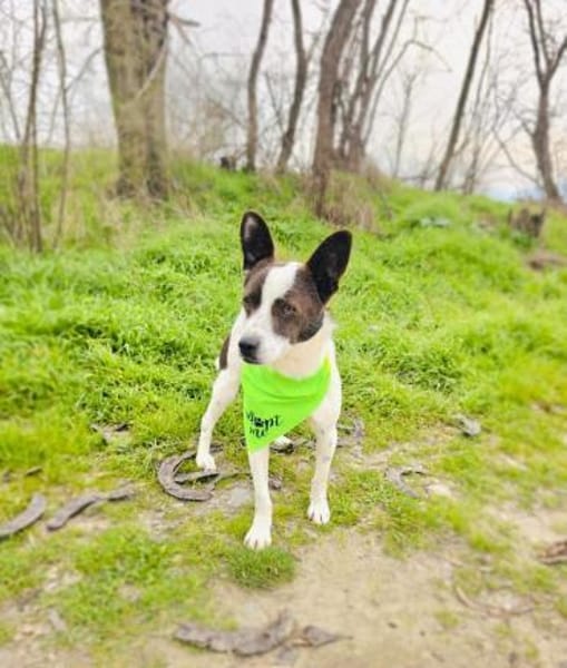 Gutsi einfach nur zauberhaft