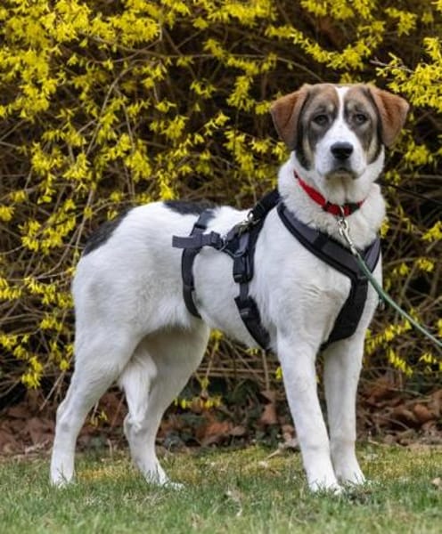 Sugar - wartet in Sachsen-Anhalt