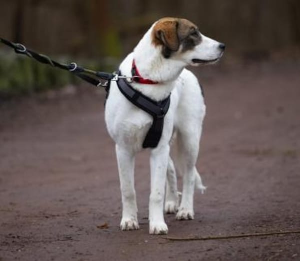Sugar - wartet in Sachsen-Anhalt