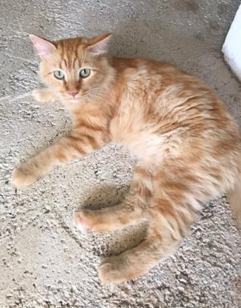 Helferlein Max und Pluto in Bonn/ALM