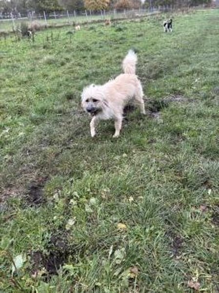 Sammy - Wuschel sucht geduldige Menschen