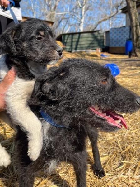 Margó, liebevolle Hundemama, ca. 1 Jahr