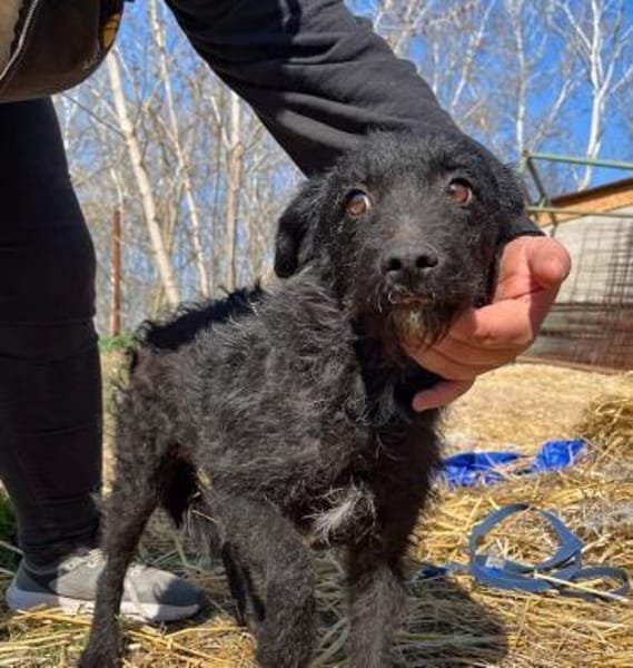 Margó, liebevolle Hundemama, ca. 1 Jahr