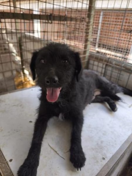 Margó, liebevolle Hundemama, ca. 1 Jahr