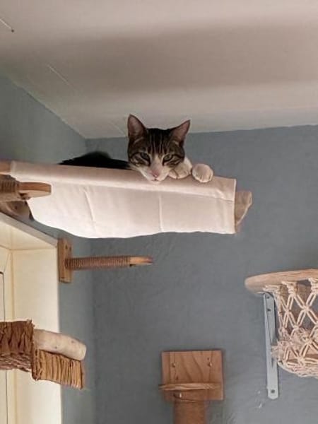 Zurückhaltender Saw in Niddatal (ALM)