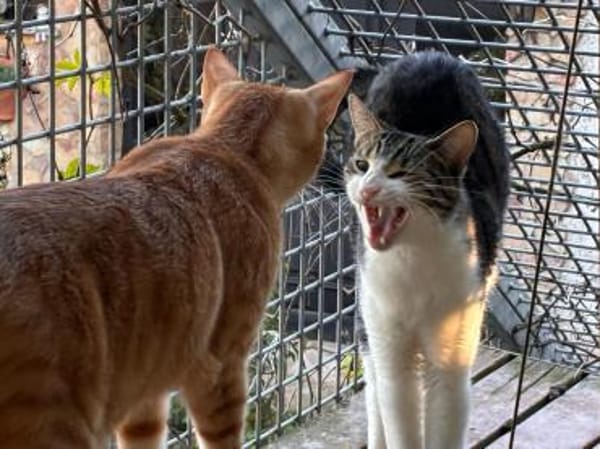 Zurückhaltender Saw in Niddatal (ALM)