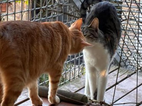 Zurückhaltender Saw in Niddatal (ALM)