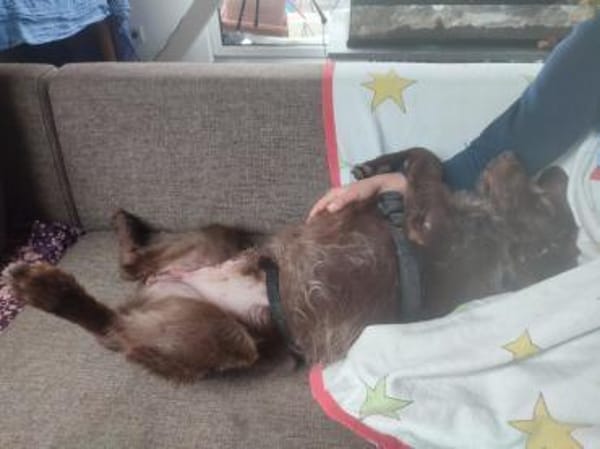 Alfred - Kuschelmonster liebt Kinder !