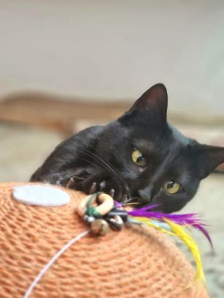 Hübsche, verträgliche Katze Daisy