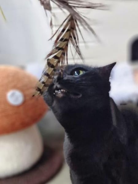 Hübsche, verträgliche Katze Daisy