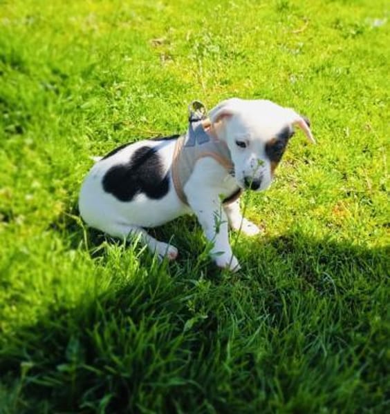 Wendy sucht ein Zuhause