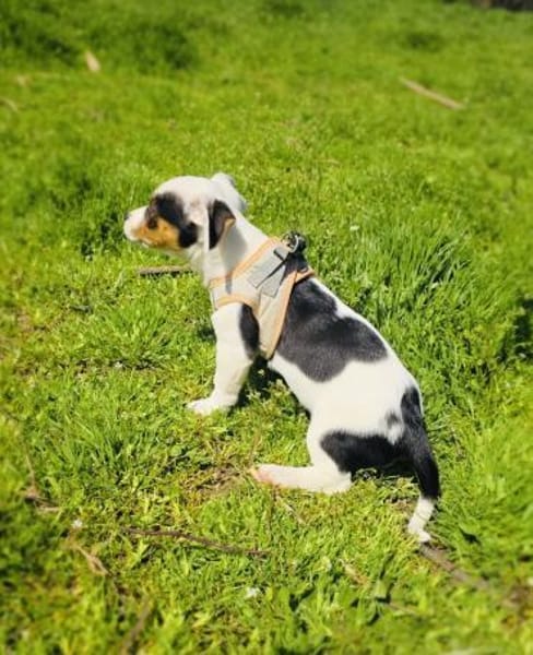 Wendy sucht ein Zuhause