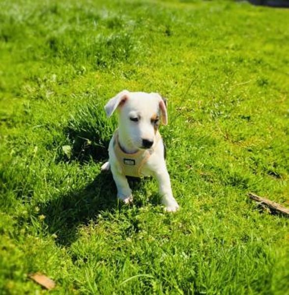 Wendy sucht ein Zuhause